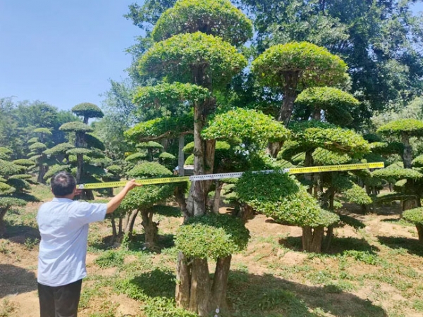 對節(jié)白蠟
