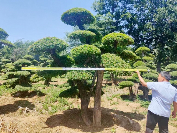 對節(jié)白蠟