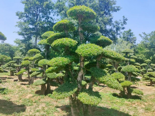 對節(jié)白蠟