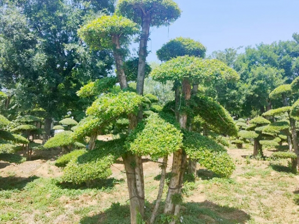 對節(jié)白蠟