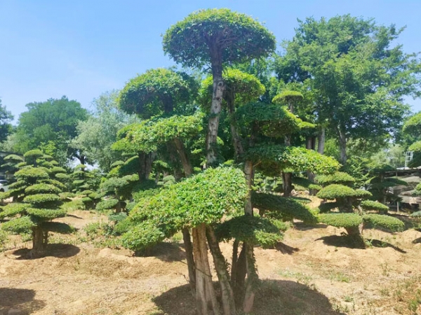對節(jié)白蠟