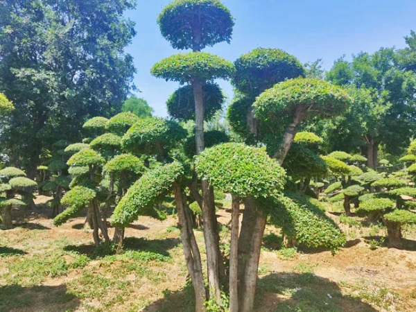 對節(jié)白蠟