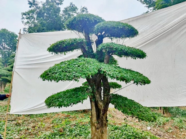 對節(jié)白蠟
